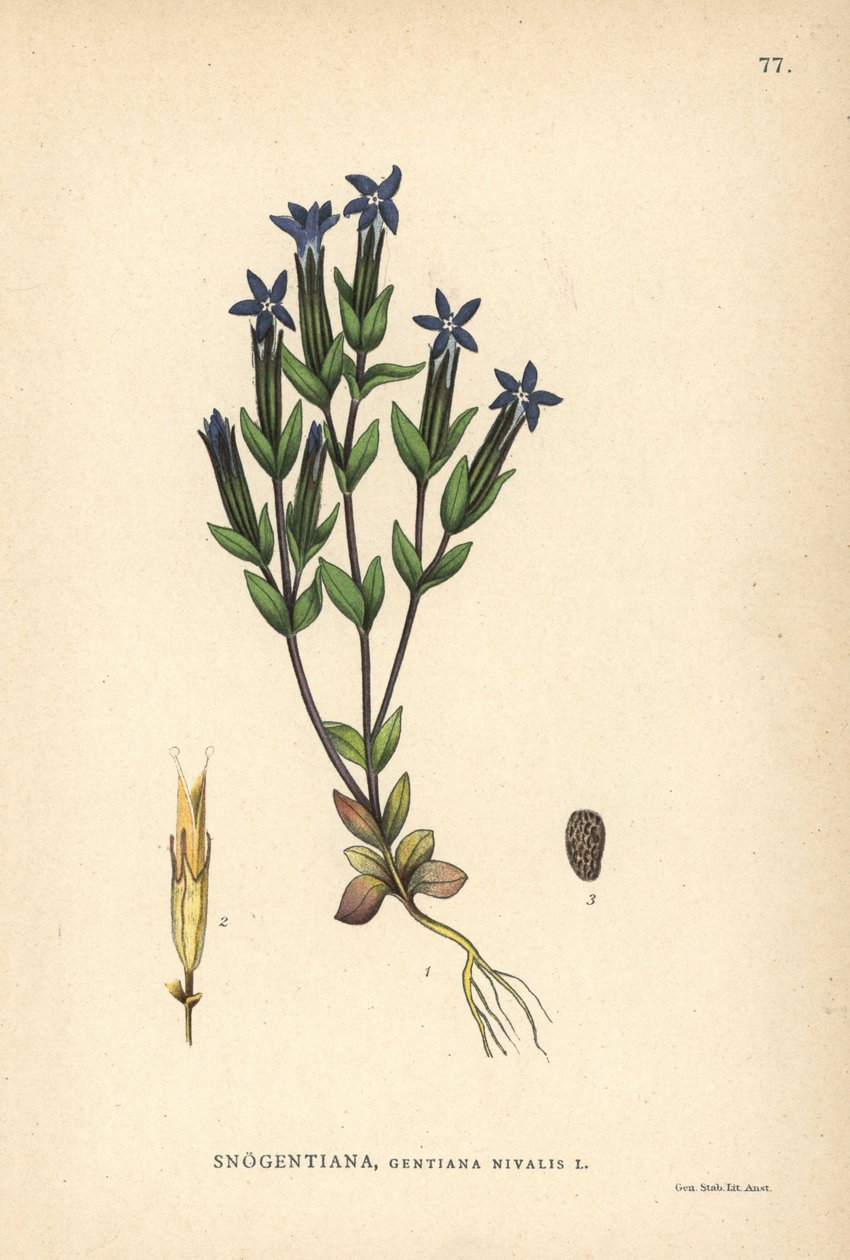 Snögentiana, Gentiana nivalis av Unbekannter Künstler