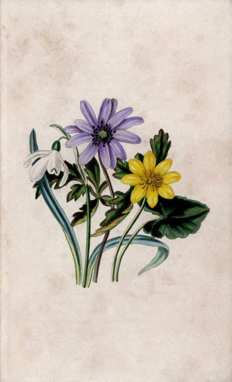 Snöklocka, blåsippa och liten celandine. Litografi av Louisa Anne Twamley (1812-1895) i Our Wild Flower, Charles Tilt, London, England av Unbekannter Künstler