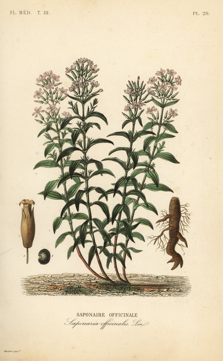 Soapwort eller soapweed, Saponaria officinalis, Saponaire officinale av Unbekannt