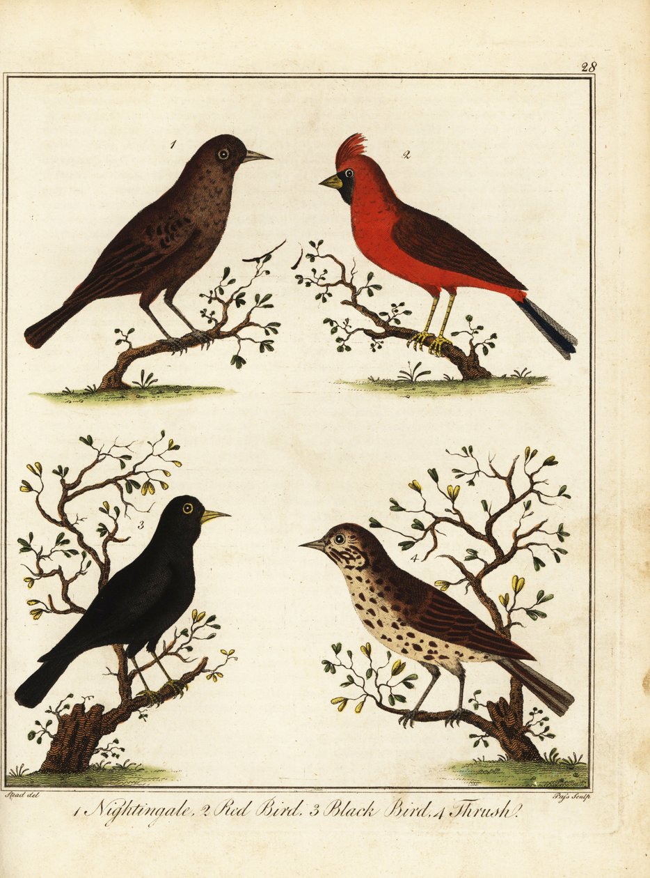 Sångfåglar: näktergal, röd fågel, svart fågel och trast. 1792 (gravyr) av Unbekannter Künstler