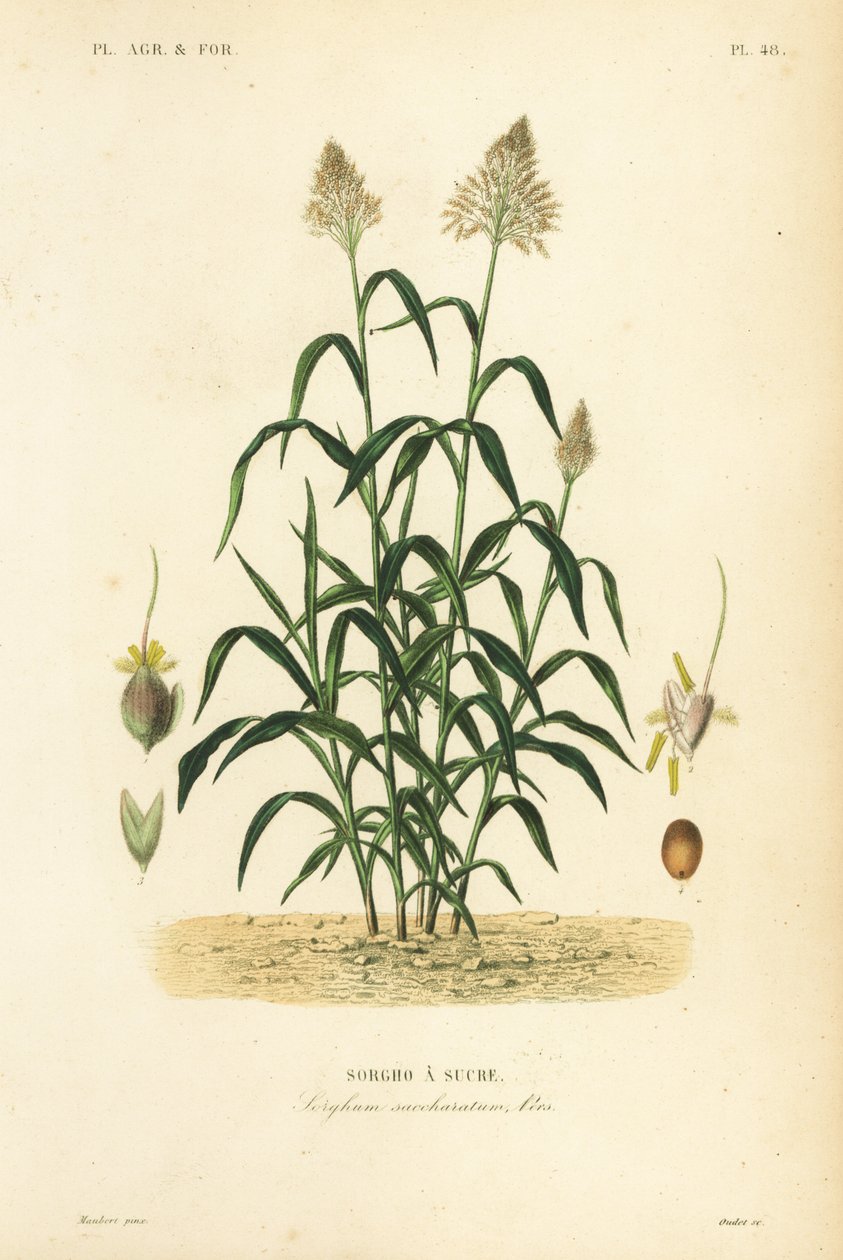 Sorghum Grass, Great Hirs, Dhaurra, Jowari och Milo, Sorghum Bicolour, Sorghum Saccharitum, Sorgho da Sucre av Unbekannt