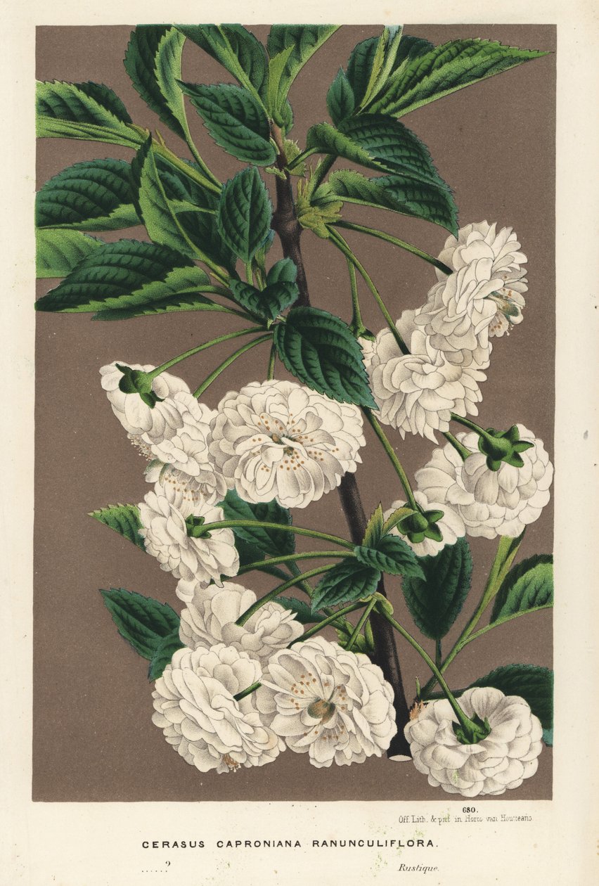 Surkörsbärsträd, Prunus cerasus (caproniana ranunculiflora). Handkolorerad litografi från Louis van Houtte och Charles Lemaires Flowers of the Gardens and Hothouses of Europe, Flore des Serres et des Jardins de l