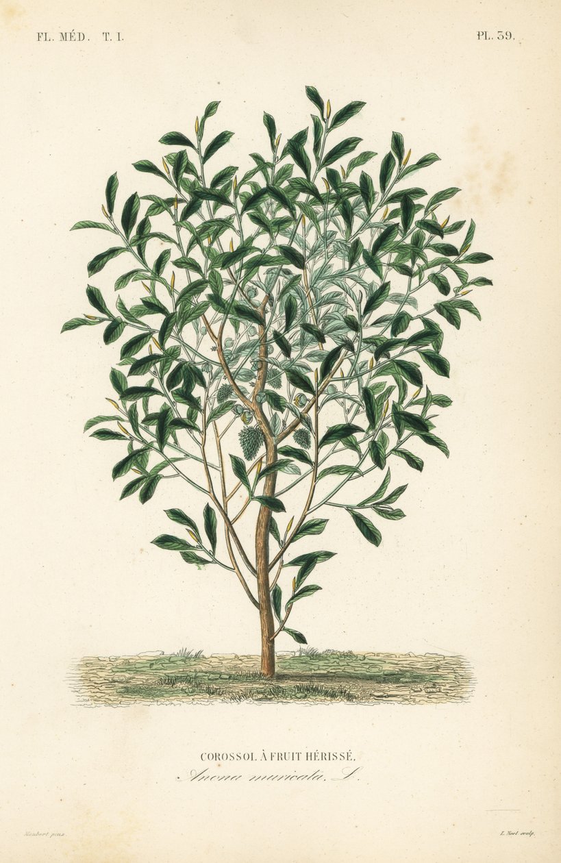 Soursop, graviola eller guyabano träd, Annona muricata, Corossol a fruit herisse av Unbekannt