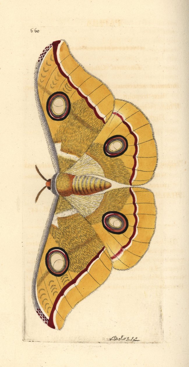 Sydindisk liten tussore, Antheraea paphia (Phalaena paphia). Illustration ritad och graverad av Richard Polydore Nodder. Handkolorerat kopparstick från George Shaw och Frederick Nodders The Naturalist