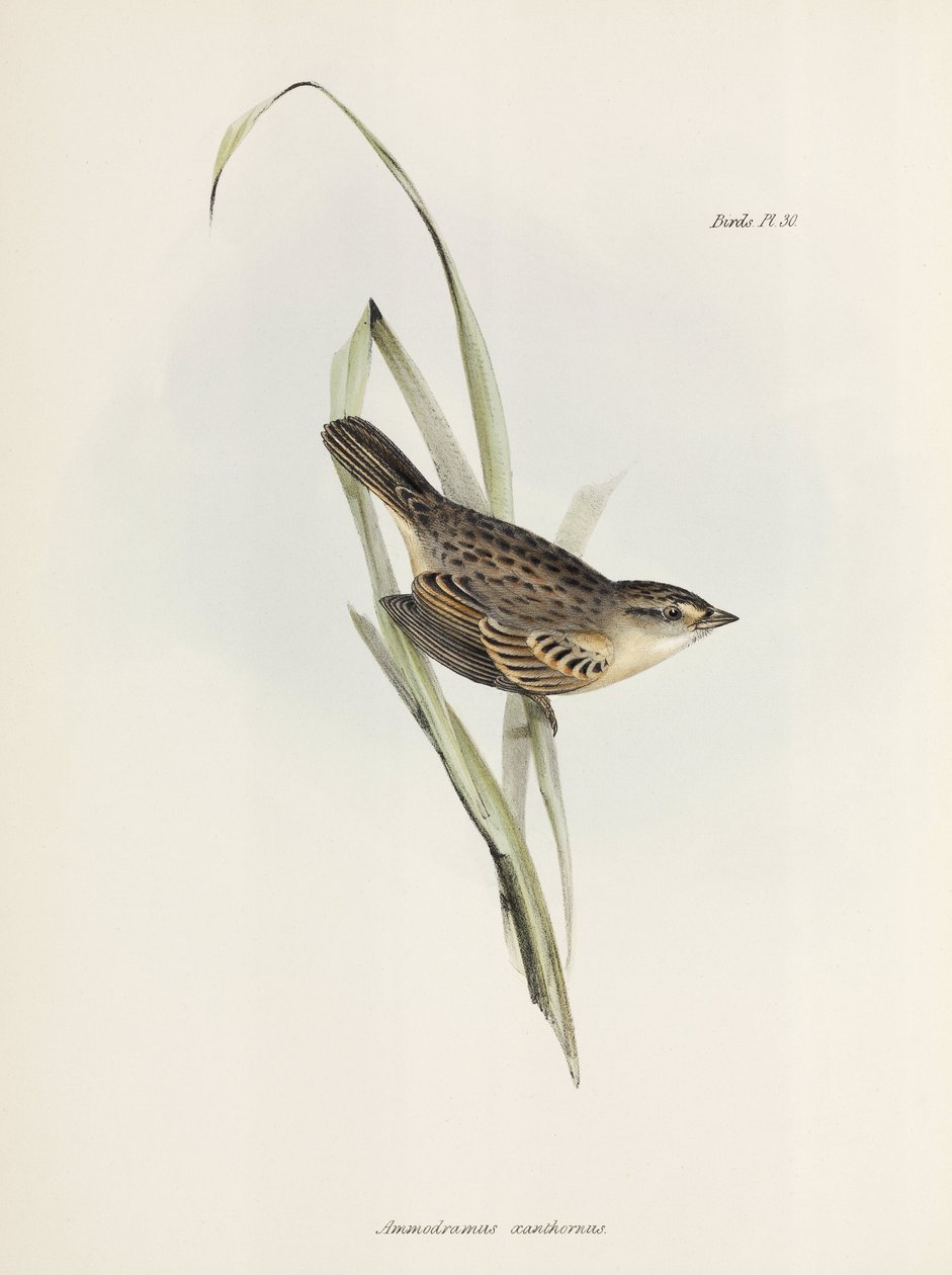 Sparv eller fink, c 1832-1836 av Unbekannter Künstler