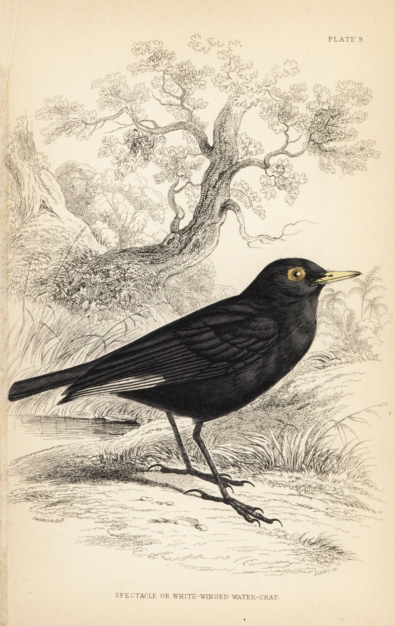 Spektakulär tyrann, Hymenops perspicillatus (spektakulär eller vitvingad vattensångare, Perspicilla leucoptera). Handkolorerat stålstick av William Lizars efter en illustration av William Swainson från Sir William Jardine