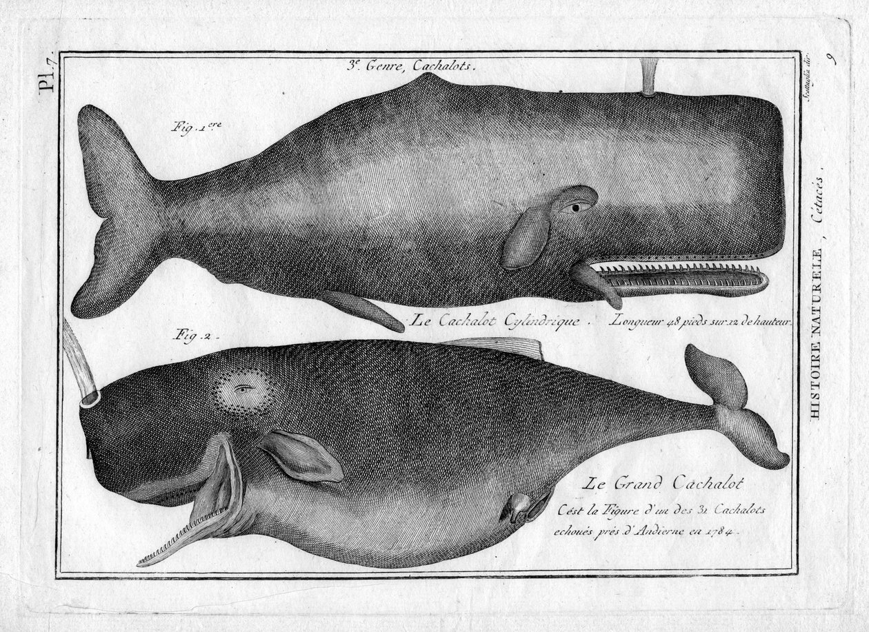 Kaskelotvalar i "Målning Encyclopedique et Methodique des trois Regnes de la Nature" av Pierre Joseph Bonnaterre (1762-1804). Paris 1784. av Unbekannter Künstler