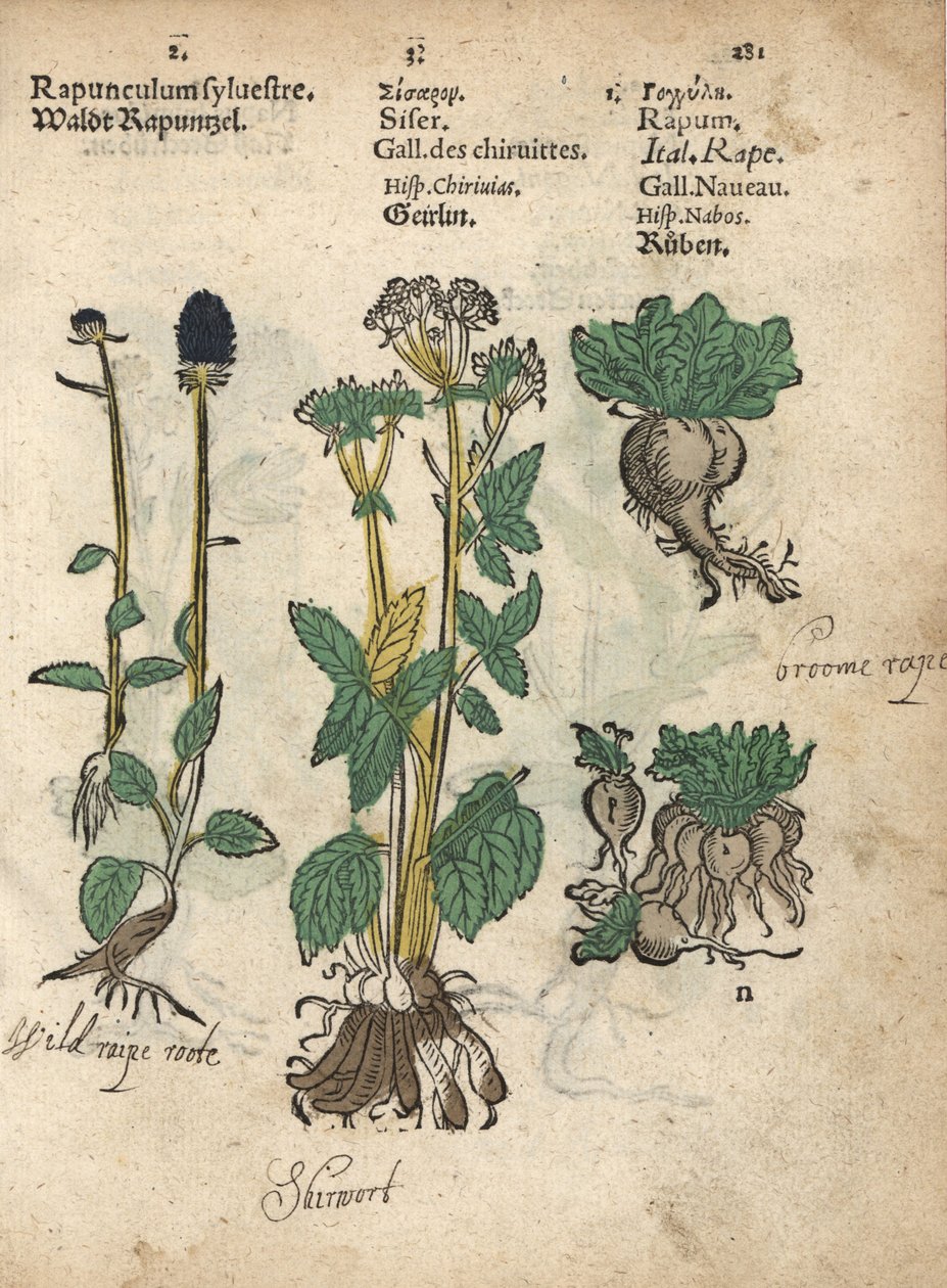 Spikrams, Phyteuma spicatum, skirret, Sium sisarum, och kålrot, Brassica rapa. Handkolorerat träsnitt av en botanisk illustration från Adam Lonicers Krauterbuch, eller Herbal, Frankfurt av Unbekannter Künstler