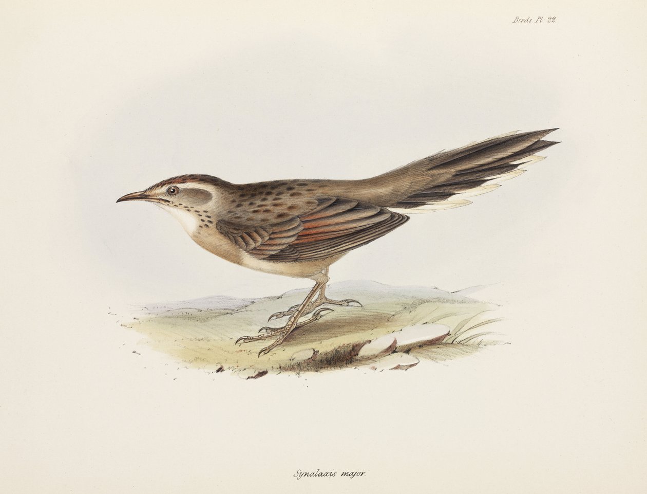Spinetail, Sydamerika, c 1832-1836 av Unbekannter Künstler