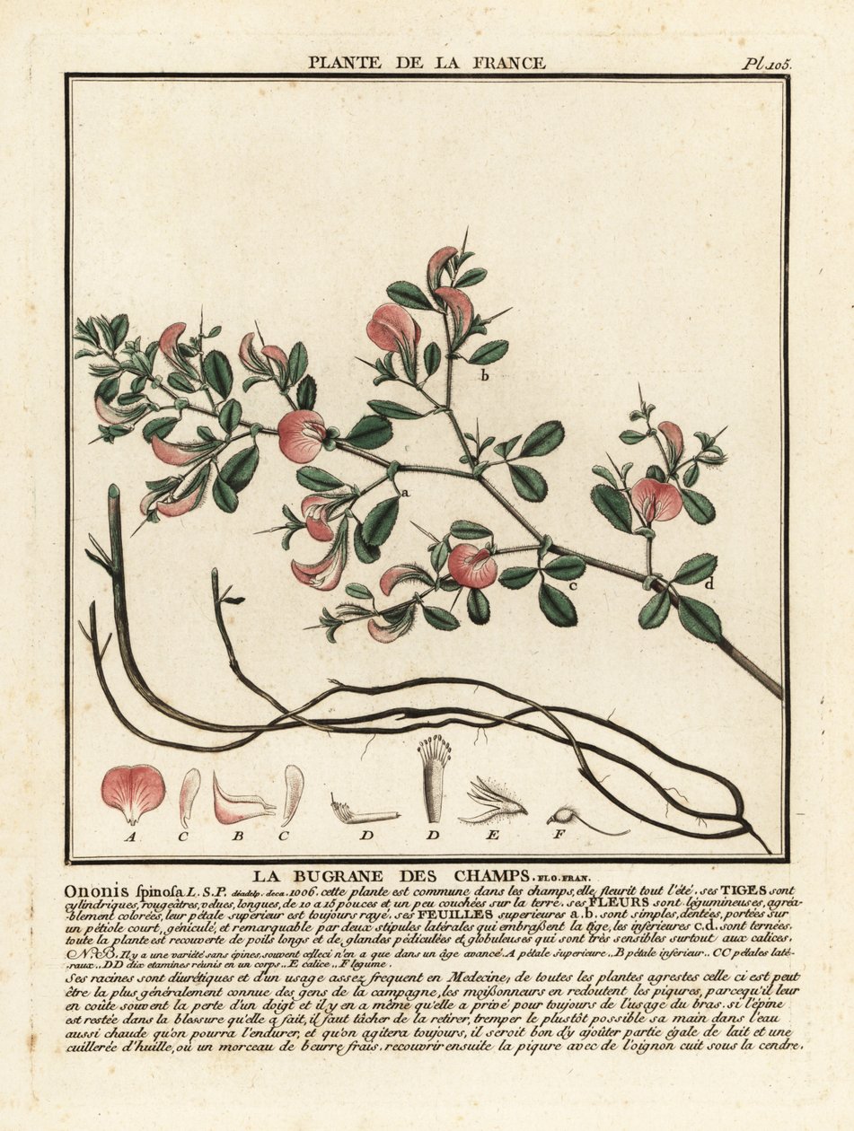 Spiny restharrow, La bugrane des champs, Ononis spinosa. av Unbekannter Künstler