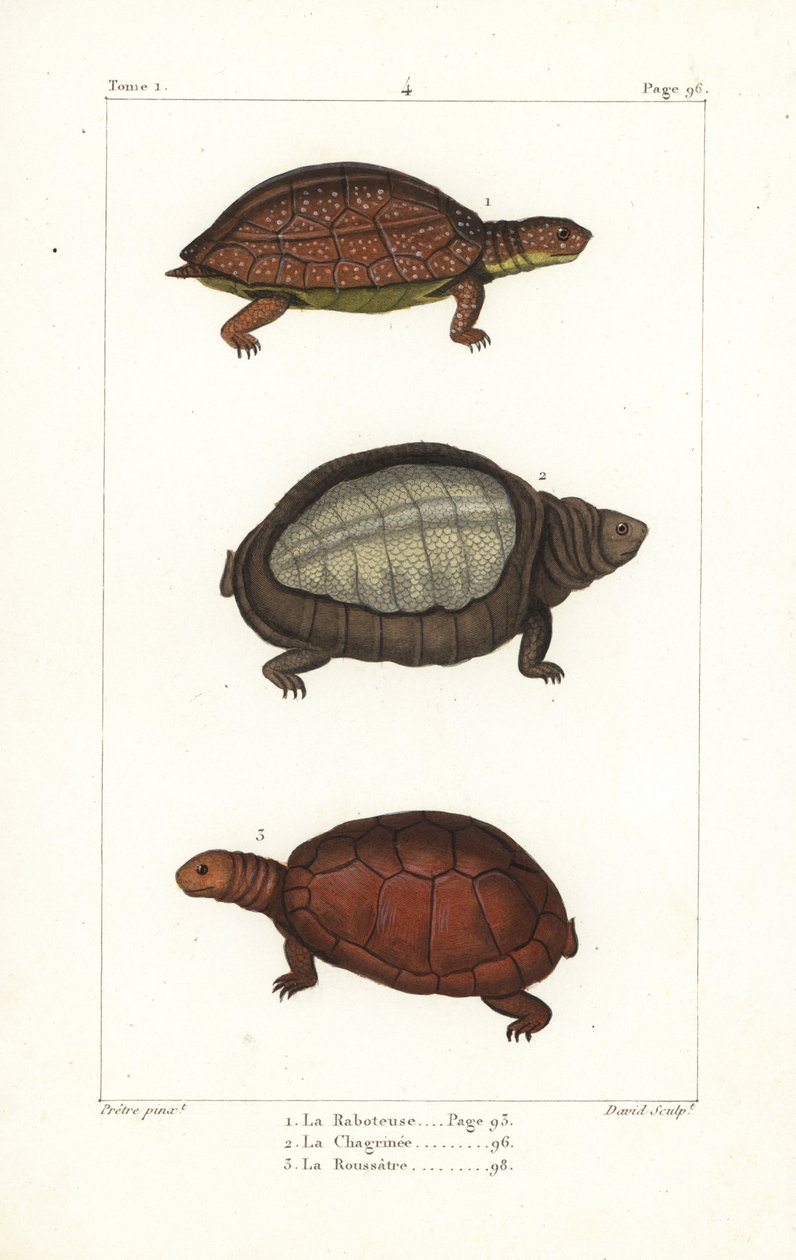 Spotted legged turtle, Rhinoclemmys punctularia 1, Indian flapshell turtle, Lyssemys punctata 2, och North African helmeted turtle, Pelomedusa subrufa olivacea. Handkolorerat kopparstick av David efter en illustration av Jean-Gabriel Pretre från Bern av Unbekannter Künstler