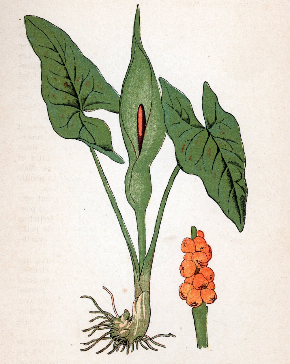 Fläckig gulrot (Arum maculatum eller Chandelle, Veal