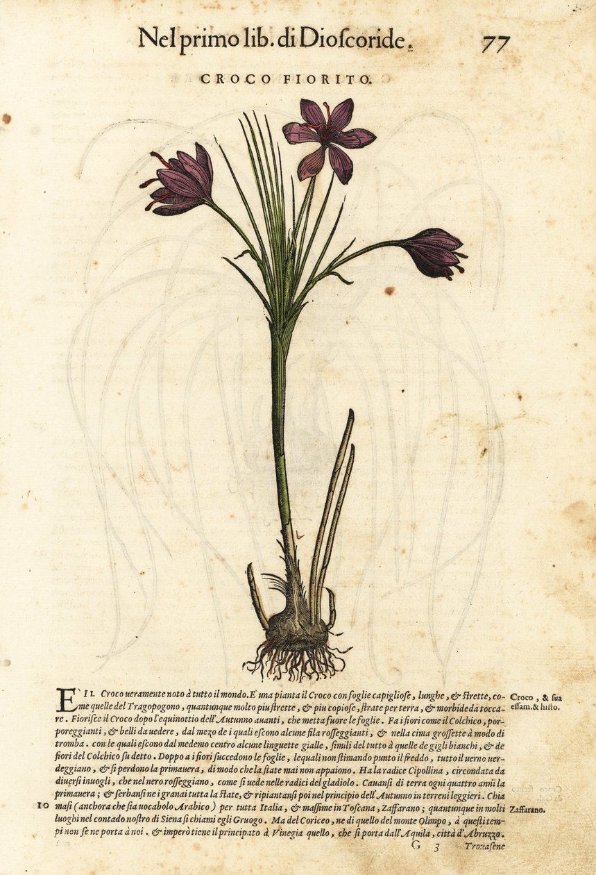 Vårkrokus, Crocus vernus (blommande krokus). Handkolorerat träsnitt av Wolfgang Meyerpick efter en illustration av Giorgio Liberale från Pietro Andrea Mattiolis Discorsi di P.A. Matthioli ne i sei libri della Materia Medicinale di Pedacio Dioscorid av Unbekannter Künstler