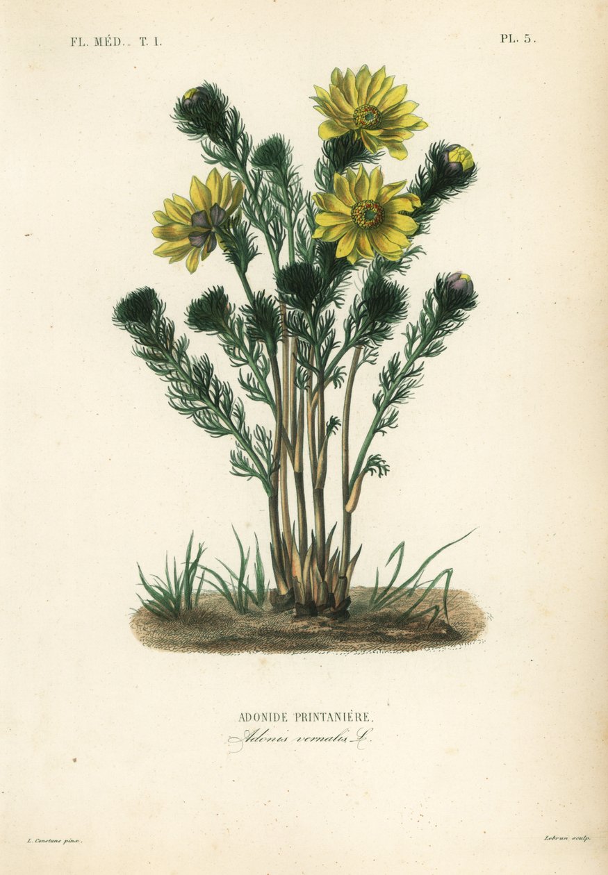 Vårfasanöga eller falsk hellebora, Adonis vernalis, Adonis printaniere av Unbekannt