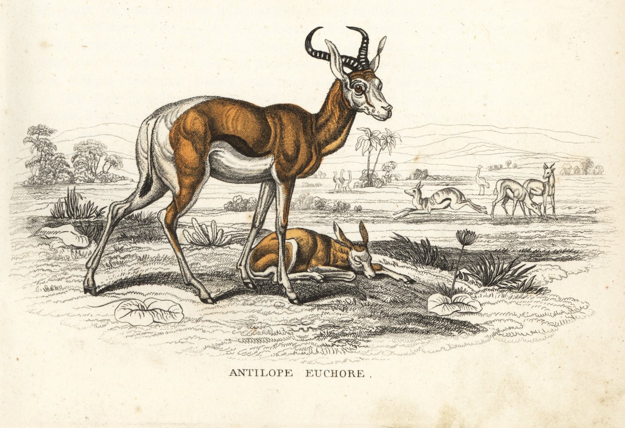 Springbock, Antidorcas marsupialis (Antilope euchore). Handkolorerad litografi från Georg Friedrich Treitschkes naturhistoriska galleri, Naturhistorischer Bildersaal des Thierreiches, Liepzig-1842. av Unbekannter Künstler