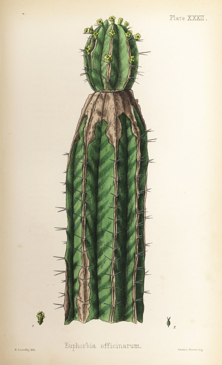 Sporre, Euphorbia officinarum. Handkolorerad litografi av Henry Sowerby från Edward Hamiltons Flora Homeopathica, Bailliere, London av Unbekannter Künstler