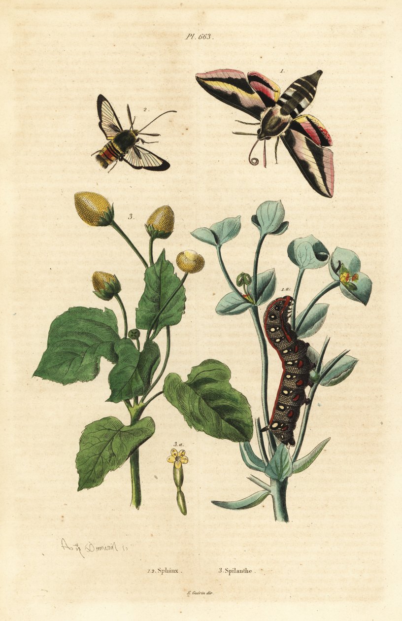 Spurgehökfjäril, Hyles euphorbiae och larv 1, bålgetingsmal, Sesia apiformis 2 och tandvärkväxt, Spilanthes-arter av Unbekannt