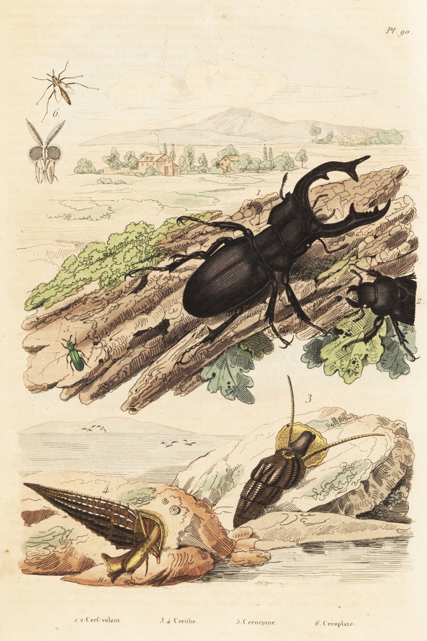 Hjortbagge, Lucanus hjort 1, Cerithium sulcatum och Rhinoclavis grova blötdjur 3,4, Cerocoma elateroides 5 och Keroplatus tipuloides geting 6 av Unbekannt