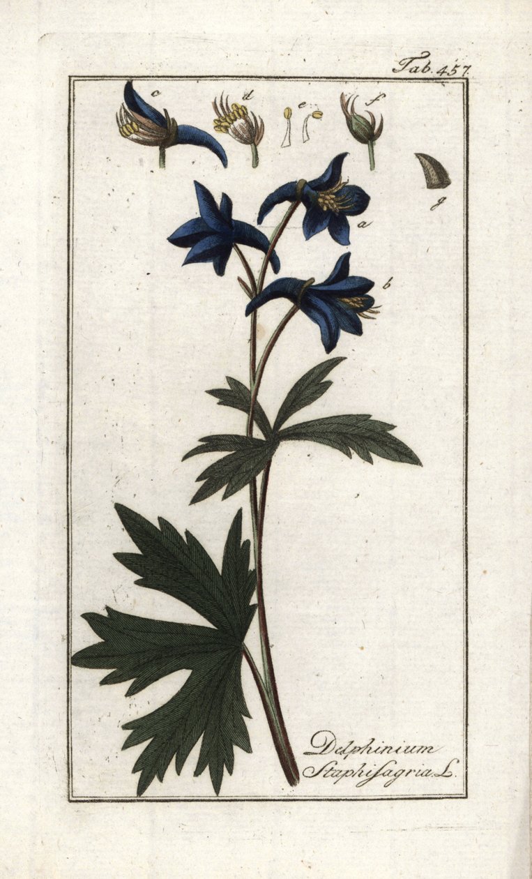 Staphisegar eller ört med löss, giktgräs eller vild druva (Delphinium staphisagria). Litografi från "Afbeelding der Artseny-Gewassen" av Johannes Zorn (1739-1799), Nederländerna av Unbekannter Künstler