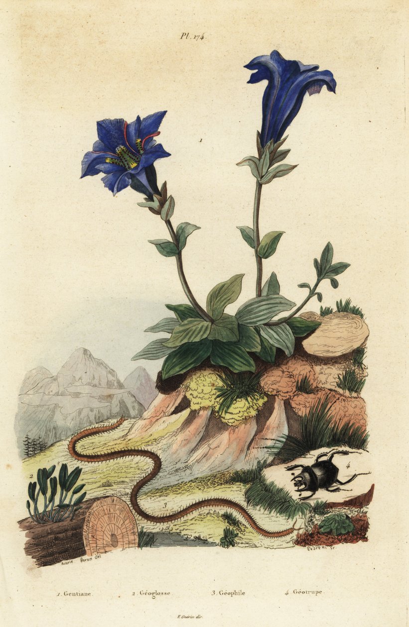 Stamlös gentiana, gentiana acaulis 1, Clavaria ophioglossoides 2, tusenfoting, Geophilus walckenaerii 3 och skarabé, Geotrupes momus 4 av Unbekannt