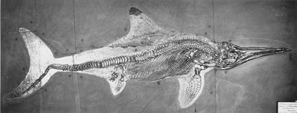 Stenopterygius megacephalus (The Oxford Ichthyosaur) hittade Nr. Stuttgart, Tyskland, Upper Lias Period av Unbekannt