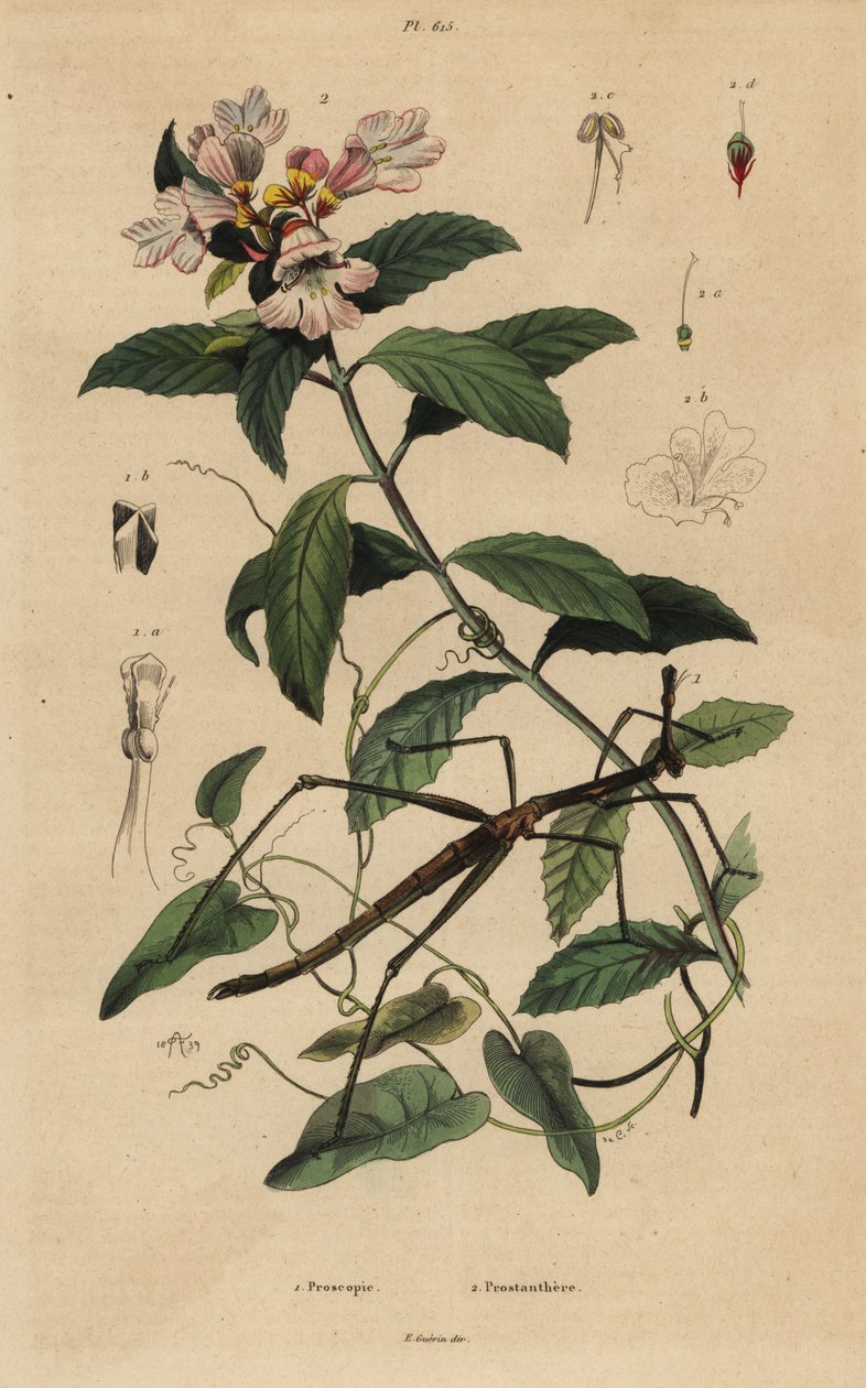 Stickinsekt, Proscopia granulata 1 och viktoriansk julbuske, Prostanthera lasianthos 2 av Unbekannt
