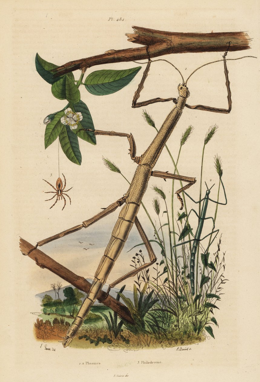 Stickinsekter eller fasmider, Carausius morosus och Clonopsis gallica, och vandrande krabbaspindel, Philodromus aureolus av Unbekannt