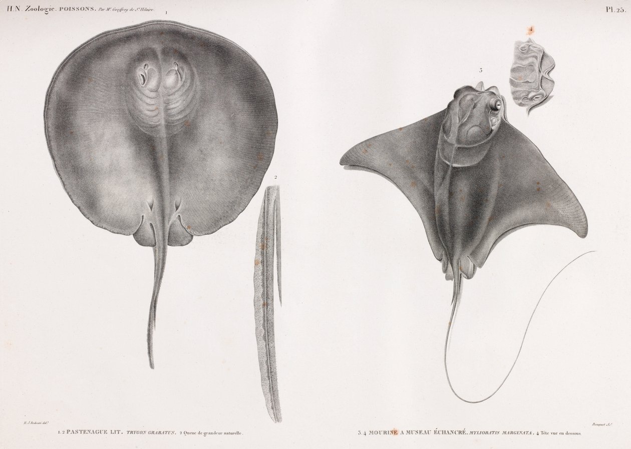 Stingray, fram och bak av Unbekannt