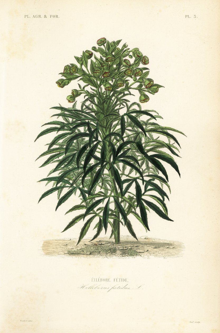 Stinkande hellebore, Helleborus foetidus, Hellebore fetide av Unbekannt