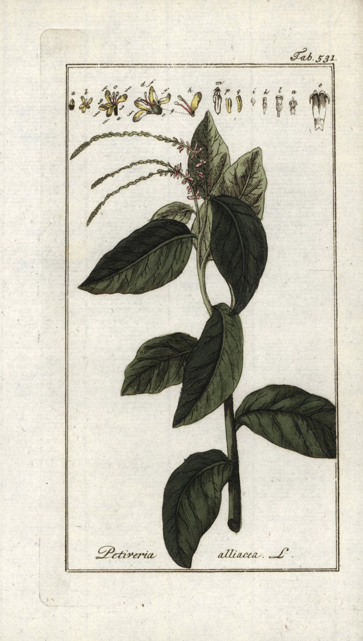 Stinkande verbena eller vitlöksliana (Petiveria alliacea). Litografi från "Afbeelding der Artseny-Gewassen" av Johannes Zorn (1739-1799), Nederländerna av Unbekannter Künstler