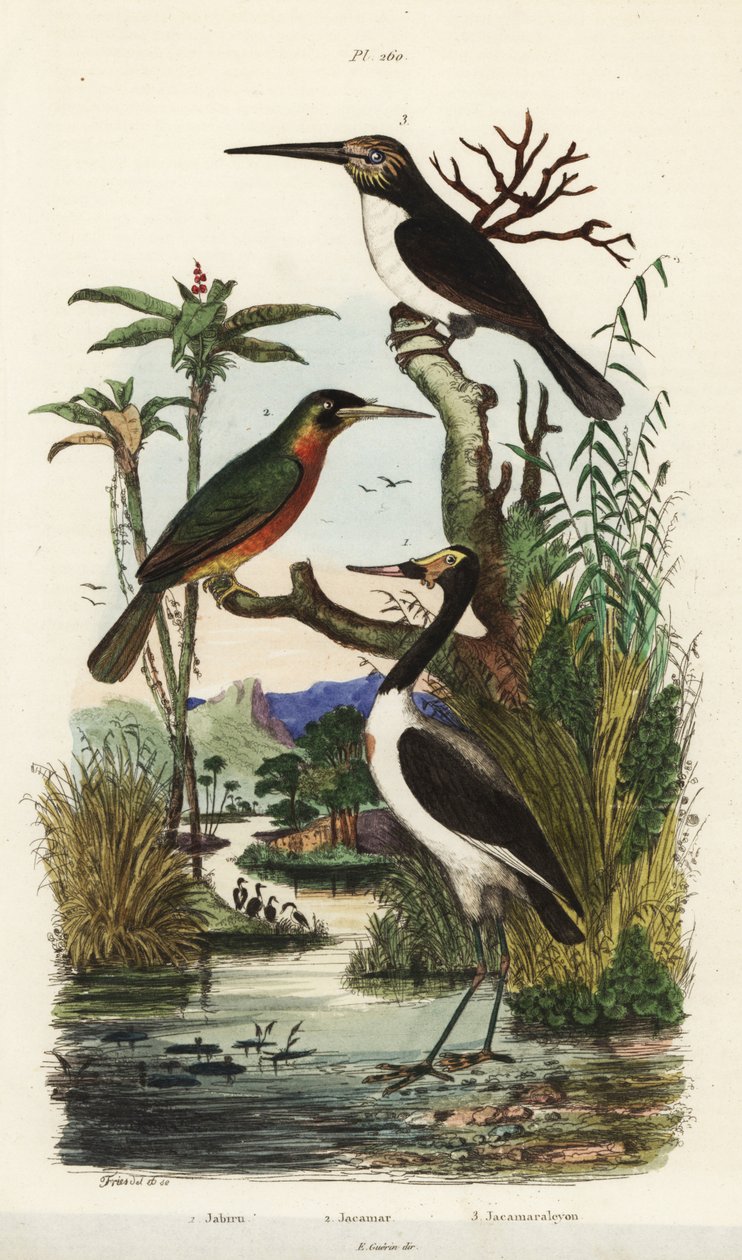 Stork, Jabiru mycteria, rufous-tailed jacamar, Galbula ruficauda och tretåig jacamar, Jacamaralcyon tridactyla av Unbekannt