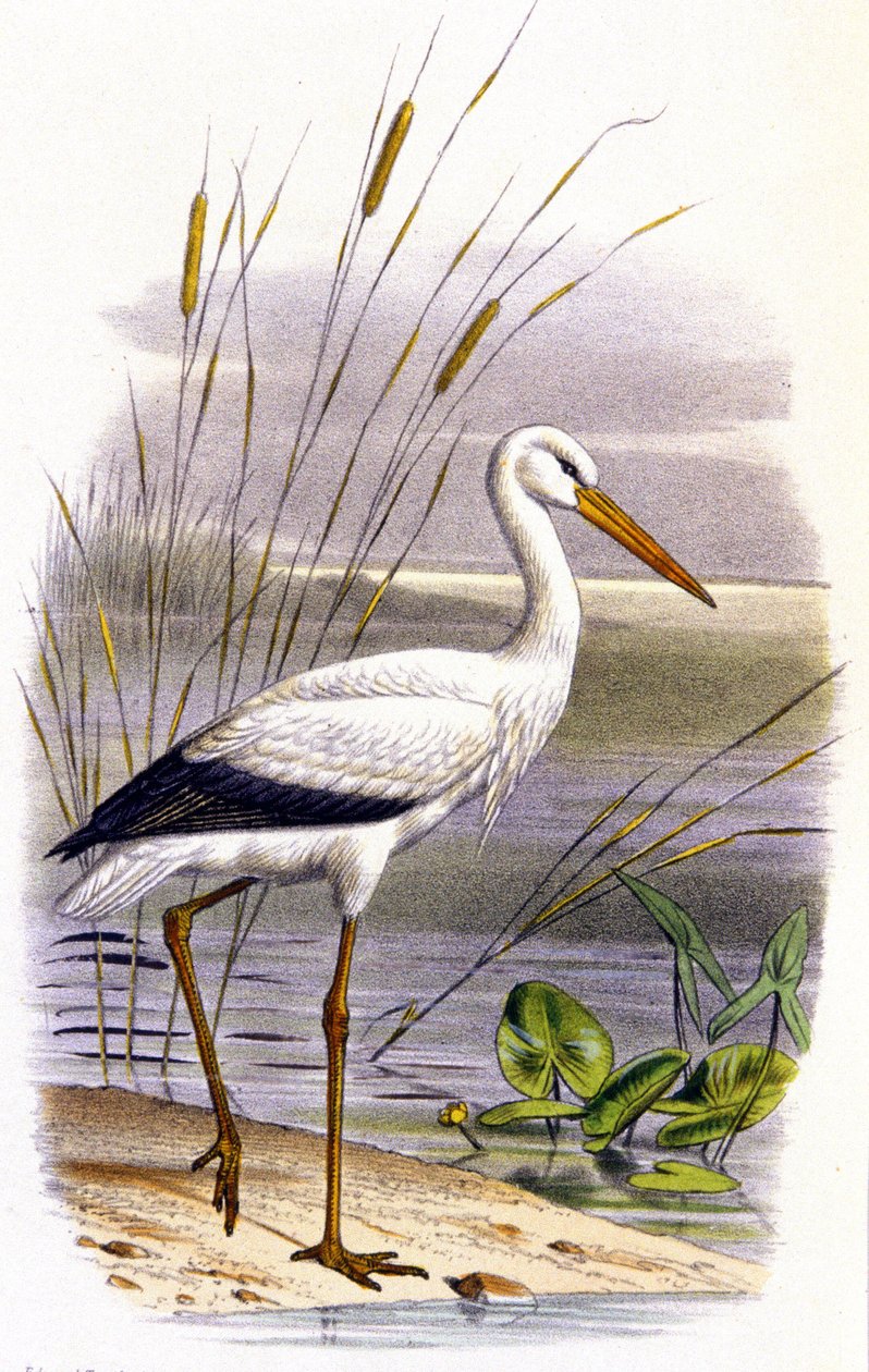 Stork, ca 1850 (litografi) av Unbekannter Künstler