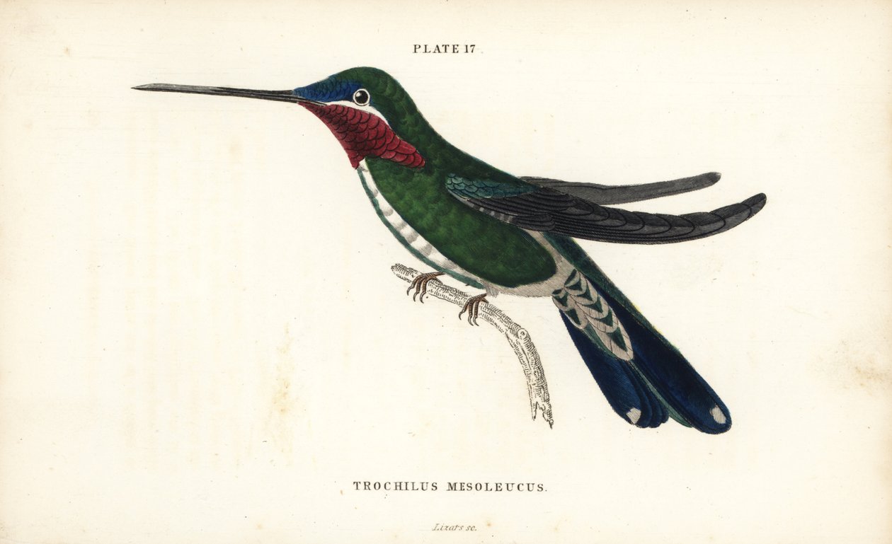 Stripe-breasted starthroat, Heliomaster squamosus (Vitstrimmig kolibri, Trochilus mesoleucus). Handkolorerad stålgravyr av William Lizars från Sir William Jardine
