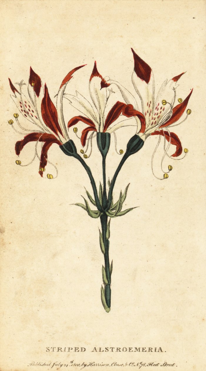 Randig alstroemeria, Alstroemeria ligtu. ,1800 (gravyr) av Unbekannter Künstler