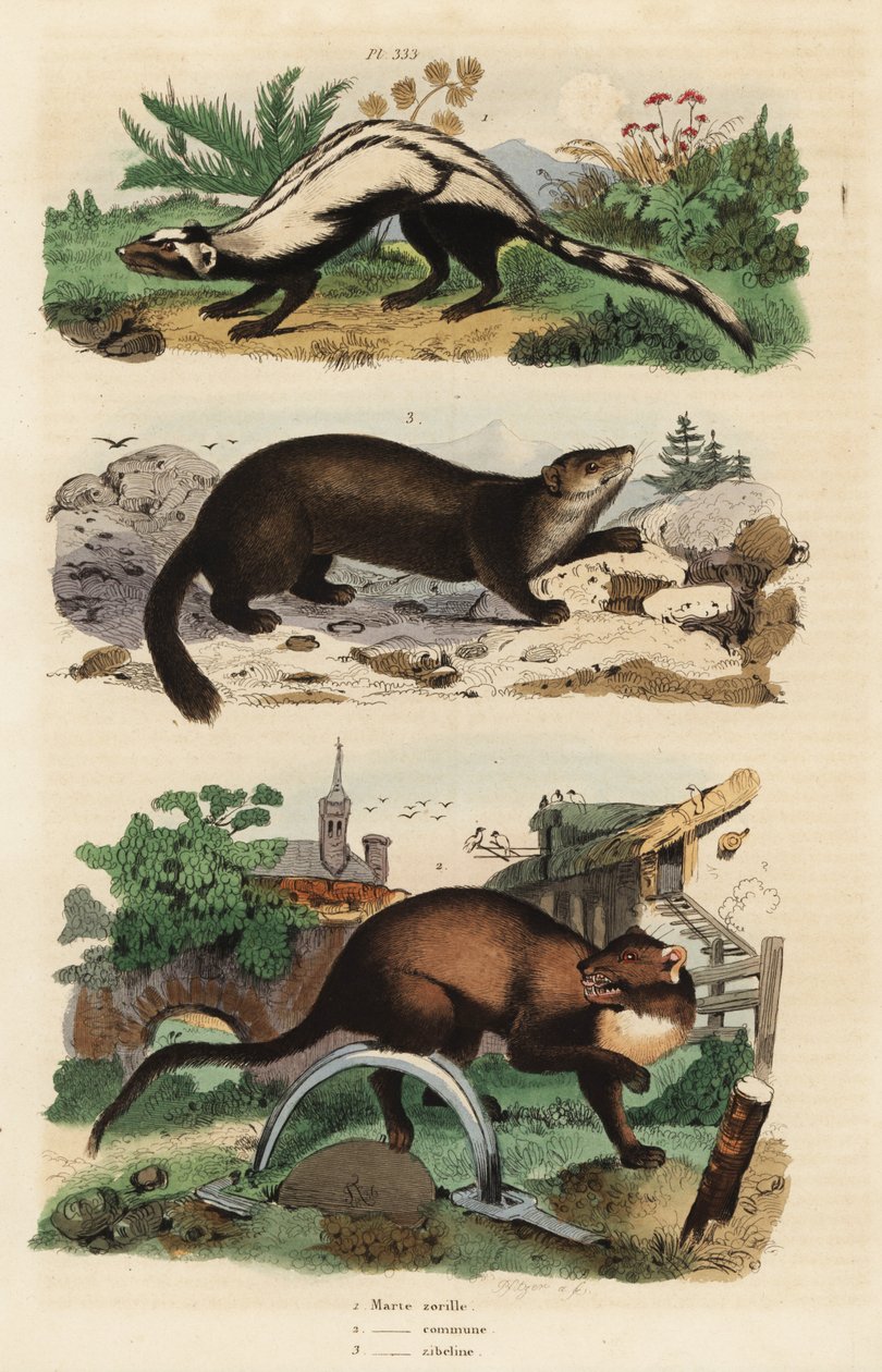 Randig polecat, Ictonyx striatus 1, europeisk tallmård, Martes martes 2 och sobel, Martes zibellina 3 av Unbekannt