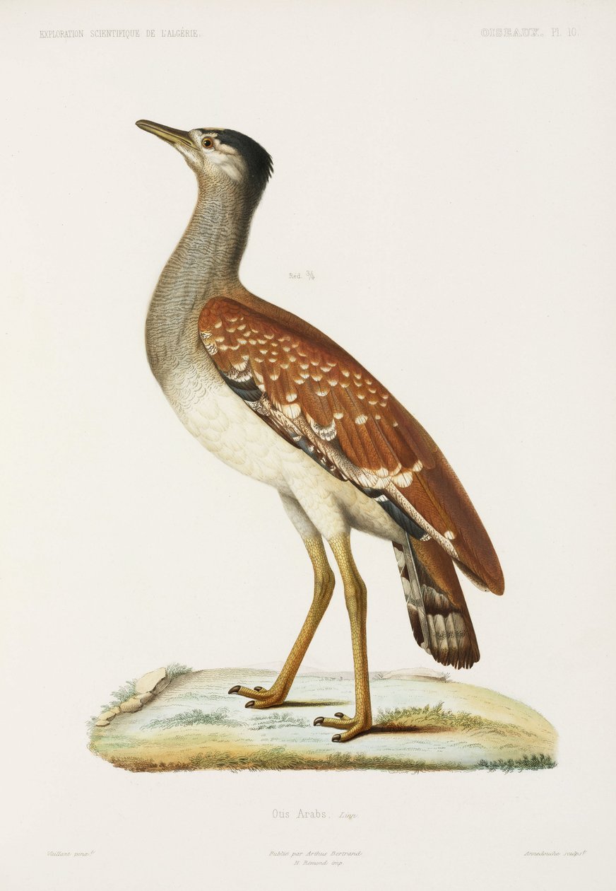 Sudan bustard, Algeriet av Unbekannter Künstler