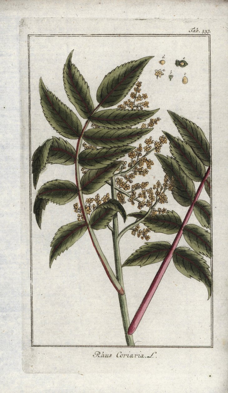 Sumak av corroyers eller resenärer, eller corroyere (Rhus coriaria). Litografi från "Afbeelding der Artseny-Gewassen" av Johannes Zorn (1739-1799), Nederländerna av Unbekannter Künstler