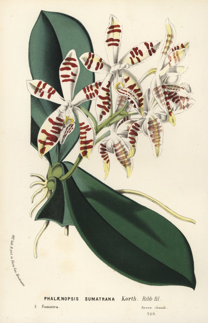 Sumatra phalaenopsis orkidé, Phalaenopsis sumatrana. Handkolorerad litografi från Louis van Houtte och Charles Lemaires Flowers of the Gardens and Hothouses of Europe, Flore des Serres et des Jardins de l