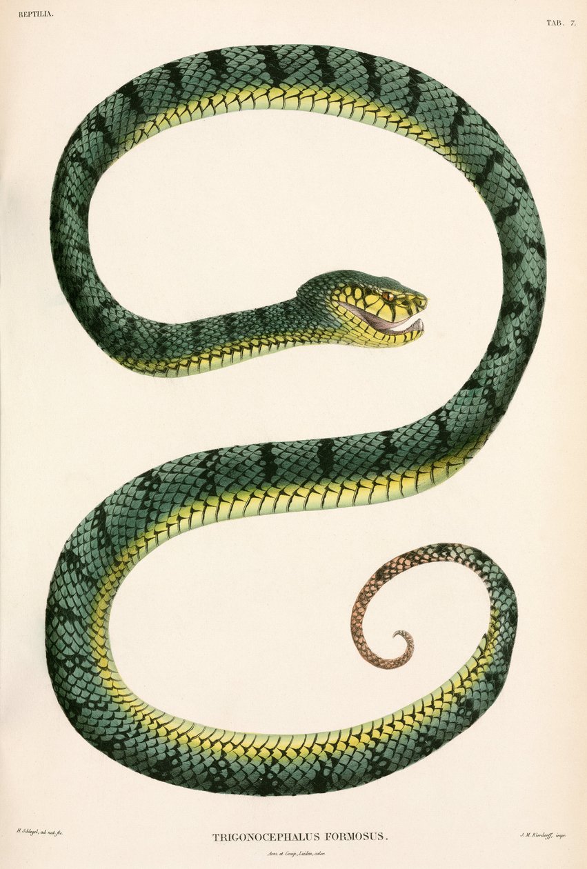 Sumatran Pit-Viper, Indonesien av Unbekannter Künstler
