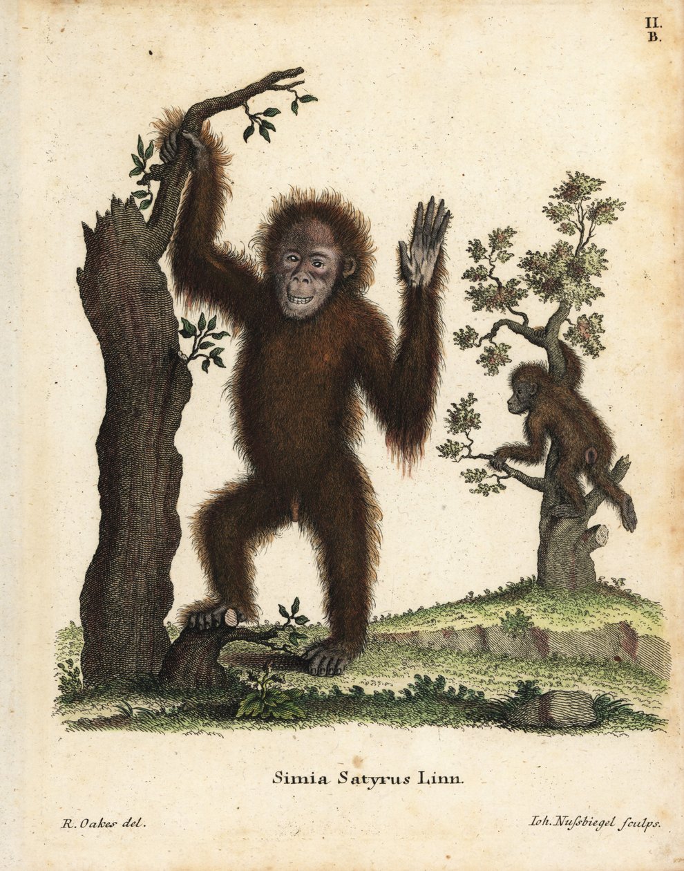 Sumatraorangutang, Pongo abelii. Akut hotad. Handkolorerat kopparstick efter en illustration av R. Oakes från Johann Christian Daniel Schreber