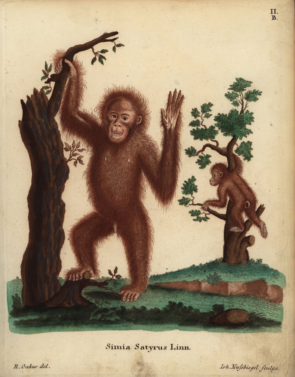 Sumatraorangutang, Pongo abelii. Akut hotad. Simia satyrus Linn. Handkolorerat kopparstick av Johann Nussbiegel efter en illustration av R. Oakes från Johann Christian Daniel Schrebers Animal Illustrations after Nature, eller Schreber