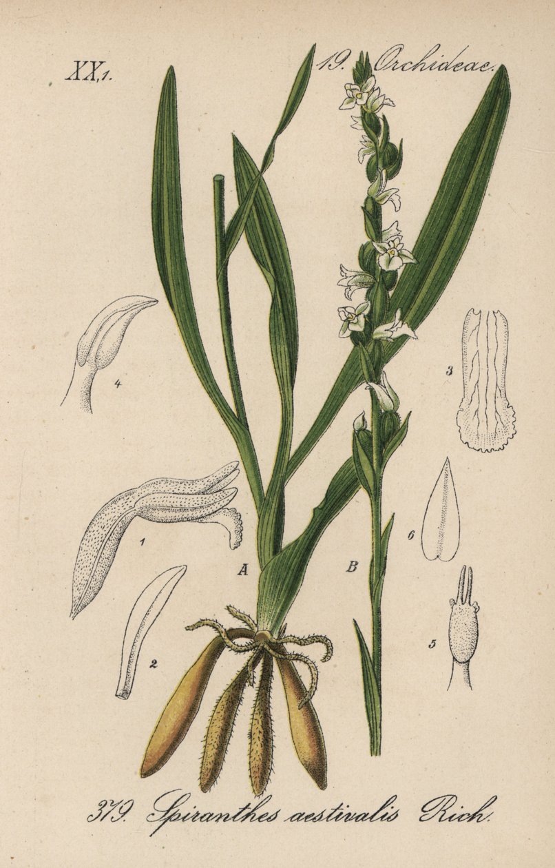 Sommarspirant - Sommarspirant, Spiranthes aestivalis. Handkolorerad litografi från Diederich von Schlechtendals tyska flora (Flora von Deutschland), Jena av Unbekannter Künstler