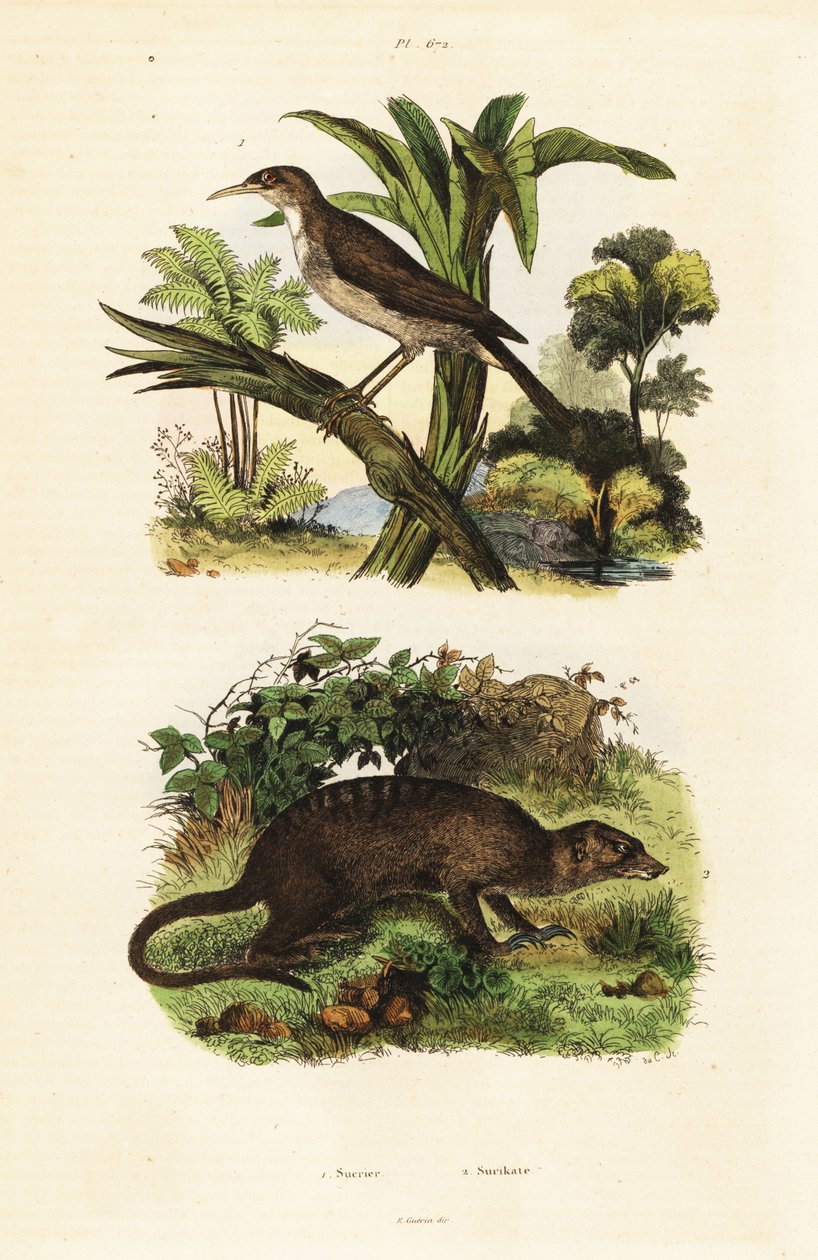 Solfågel och surikat., 1834-1839 (gravyr) av Unbekannter Künstler