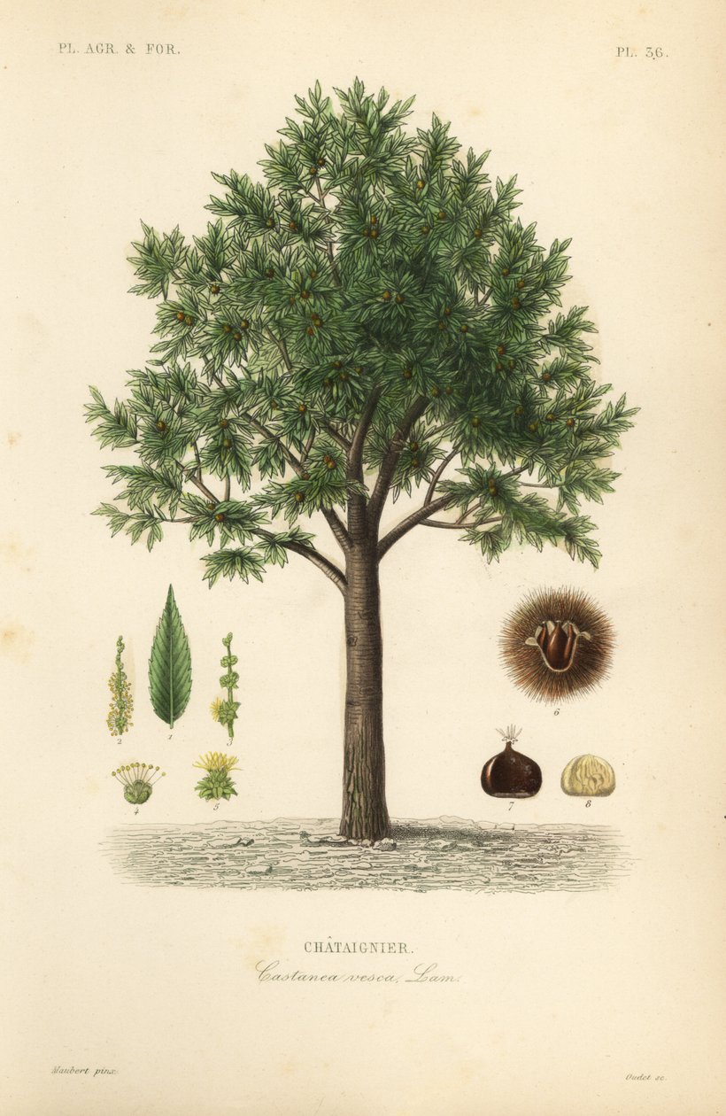 Söt kastanj, Castanea sativa, Castanea vesca, Chataignier av Unbekannt