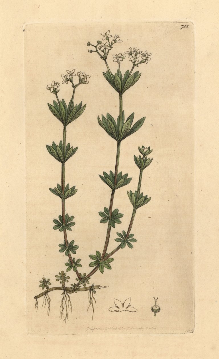 Gullviva, Galium odoratum (Gullviva, Asperula odorata) (gaillet odorant) Handkolorerat kopparstick efter en teckning av James Sowerby för James Smith