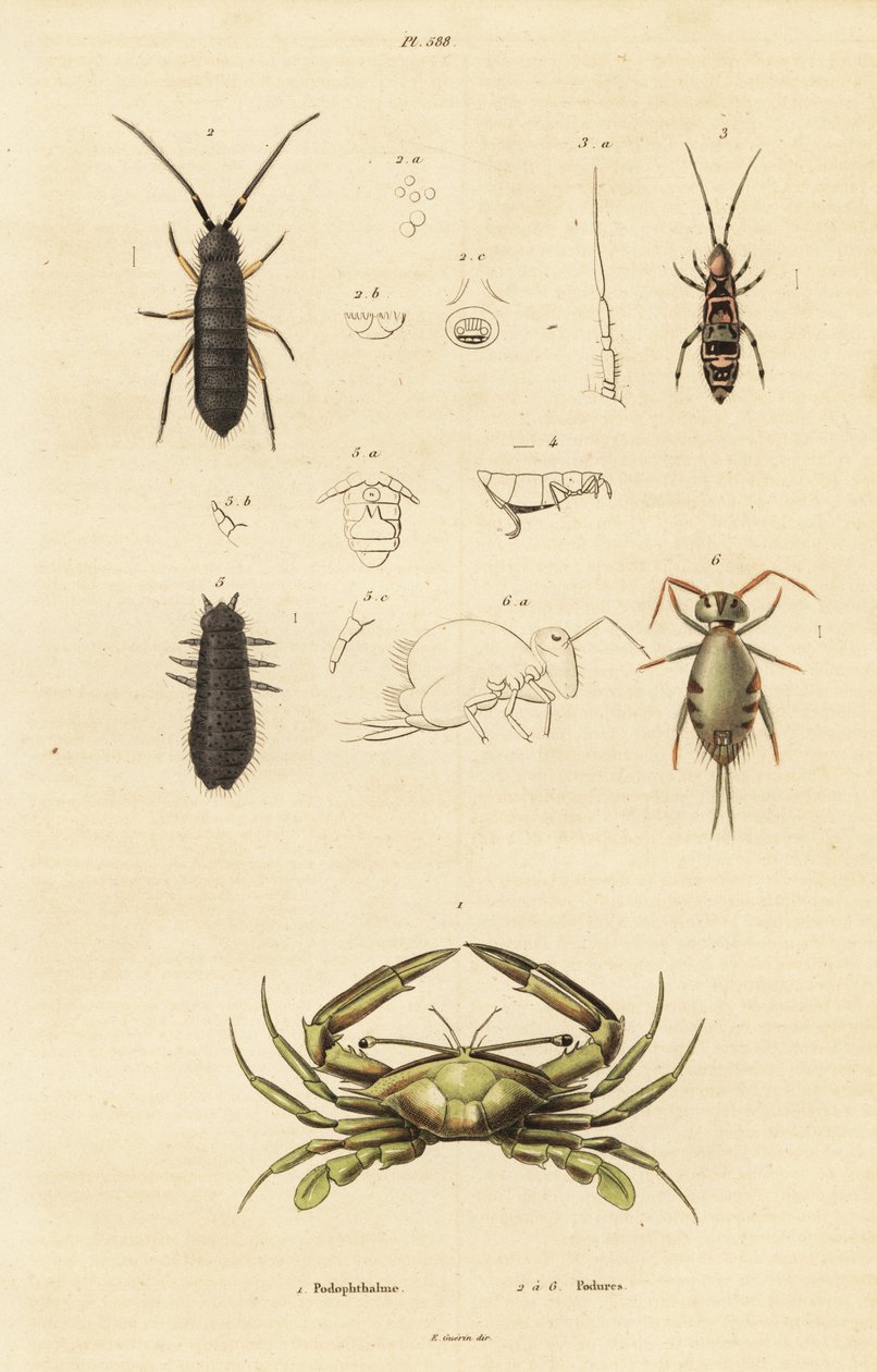 Simmande krabba och springtails. av Unbekannter Künstler
