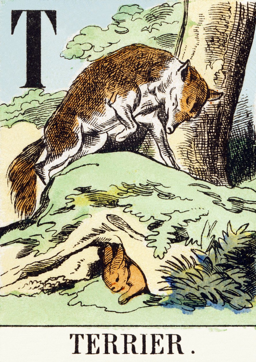 T : Terrier - Jaktalfabetet, ca 1890 (gravyr) av Unbekannt
