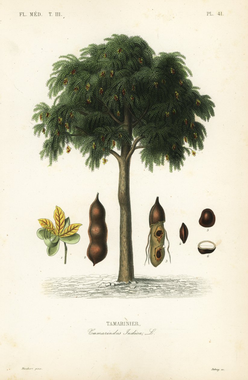 Tamarindträd, Tamarindus indica, Tamarinier av Unbekannt