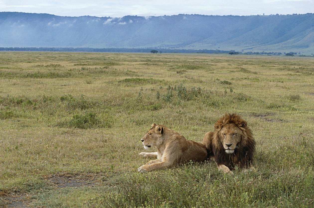 Ngorongoro Conservation Area, Tanzania av Benjamin Baud