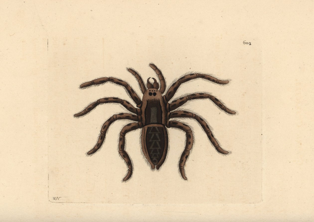 Tarantula vargspindel, Lycosa tarantula (Tarantula spindel, Aranea tarantula). Illustration ritad och graverad av Richard Polydore Nodder. Handkolorerat kopparstick från George Shaw och Frederick Nodders The Naturalist